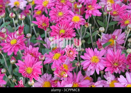 Chrysanthème rose, ou mamans « Herbstkuss » en fleur. Banque D'Images