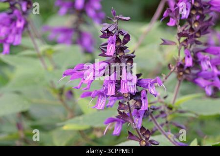 Salvia pourpre « Amistad » en fleur. Banque D'Images