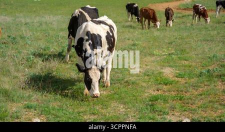 Vache Holstein noire et blanche mangeant de l'herbe fraîche, tandis que d'autres vaches de différentes races errent librement en arrière-plan. Thèmes agricoles, élevage laitier Banque D'Images