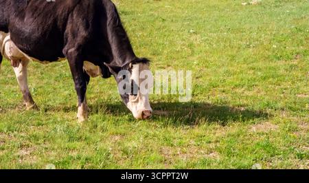 Cette image sereine capture une vache qui paissait paisiblement dans un champ verdoyant. La vache est idéale pour une utilisation dans les matériaux de marketing axés sur l'agriculture. Banque D'Images