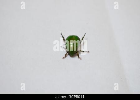 Chafer cupreous (anomala cuprea) coléoptère vert métallisé gros plan Banque D'Images