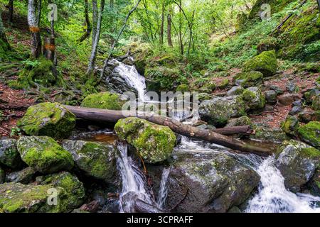 Petite cascade en cascade sur la montagne Vitosha près de Sofia, Bulgarie, avec des roches moussues, des bûches tombées et une forêt verte luxuriante. Banque D'Images