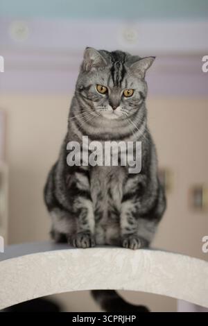 Gros chat britannique gris assis sur la table. Banque D'Images