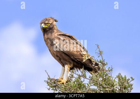 Aigle à longue crête perché au sommet d'un buisson épineux contre un ciel bleu vif dans le parc national du lac Nakuru Banque D'Images