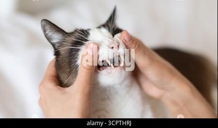 Gros plan de Cat pendant que le propriétaire d'un animal examine ses dents en intérieur Banque D'Images