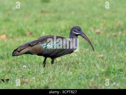 Hadada Ibis (Bostrychia hagedash) recherche de nourriture dans les zones humides du parc national du Mont Elgon, Kenya Banque D'Images