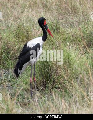 Cigogne à bec de selle (Ephippiorhynchus senegalensis) dans le parc national du Maasai Mara, au Kenya Banque D'Images