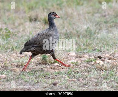 Spurfowl à cou rouge (Pternistis afer) marchant dans les prairies du Masai Mara Banque D'Images