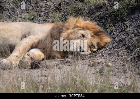 Lion mâle (Pantera leo) obtenant Rest aster chasse réussie dans la réserve nationale Maasai Mara, Kenya Banque D'Images