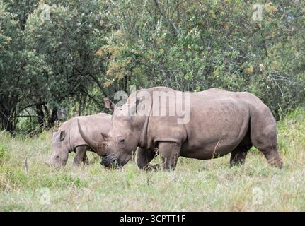 Rhinocéros blancs (Ceratotherium simum), mère et bébé qui paissent dans le parc national du lac Nakuru, au Kenya Banque D'Images