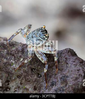 Crabe rocheux à coquille mince (Grapsus tenuicrustatus) sur une roche de corail, vue latérale, à Watamu, comté de Kilifi, côte du Kenya Banque D'Images