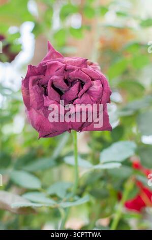 Gros plan de roses rouges fanées et séchées et de violettes aux tiges vertes dans un jardin, capturées sur un fond légèrement flou pour un aspect naturel. Banque D'Images