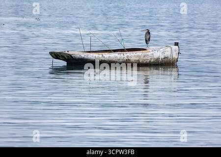 Un héron se tient sur une jambe sur un vieux bateau dans l'eau. Banque D'Images