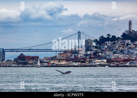 Une baleine plonge dans la baie de San Francisco, montrant sa queue, avec la ligne d'horizon de la ville, y compris le Bay Bridge et Coit Tower, en arrière-plan. Banque D'Images