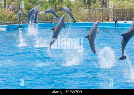 Oceanogràfic spectacle des dauphins, Cité des Arts et des Sciences, Comunidad Valenciana, Valence, Espagne Banque D'Images