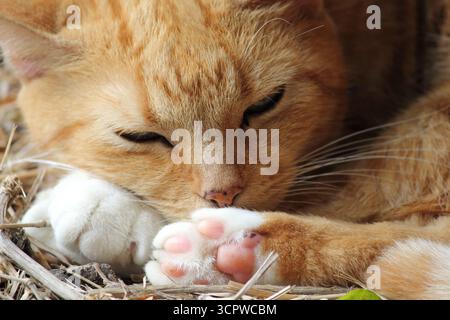 Gros plan d'un chat rouge orange gingembre qui dort Banque D'Images