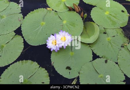 Fleurs de nénuphar de lotus violet et nénuphars flottant sur un étang Banque D'Images