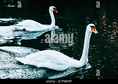 Deux cygnes blancs élégants glissent gracieusement sur l'eau sombre, créant des ondulations subtiles lorsqu'ils nagent. Leurs longs cols et leurs becs orange vif ressortent à nouveau Banque D'Images