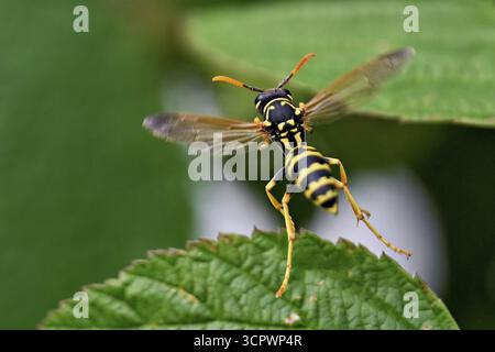 Guêpe des champs (Polistes dominula), décollant d'une feuille, Suisse Banque D'Images