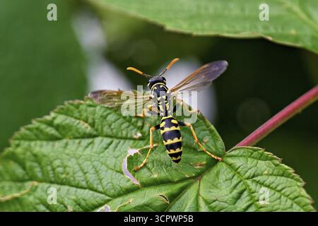 Guêpe des champs (Polistes dominula), décollant d'une feuille, Suisse Banque D'Images