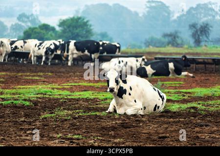 Ferme avec des vaches laitières laitières en afrique du Sud, troupeau extérieur de vaches mangeant, terrain noir frais avec de l'herbe verte, animaux femelles Holstein Banque D'Images