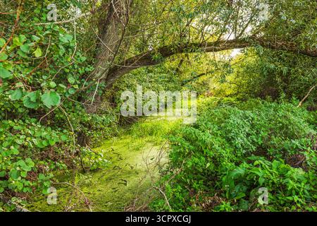 Marécage envahi par des plantes d'eau verte et des branches d'arbres sur fond de végétation forestière dense. Suède. Banque D'Images