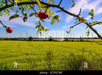 Biegen, Allemagne. 28 septembre 2025. La moutarde blanche (Sinapis alba) fleurit jaune vif dans les champs de l'est du Brandebourg. La moutarde blanche est souvent cultivée comme culture de capture en agriculture pour retenir les nutriments dans le sol. Le système racinaire profond des plantes relâche le sol, empêche l'érosion et contribue à la formation d'humus. Crédit : Patrick Pleul/dpa/Alamy Live News Banque D'Images