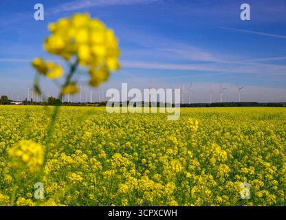 Biegen, Allemagne. 28 septembre 2025. La moutarde blanche (Sinapis alba) fleurit jaune vif dans les champs de l'est du Brandebourg. La moutarde blanche est souvent cultivée comme culture de capture en agriculture pour retenir les nutriments dans le sol. Le système racinaire profond des plantes relâche le sol, empêche l'érosion et contribue à la formation d'humus. Crédit : Patrick Pleul/dpa/Alamy Live News Banque D'Images