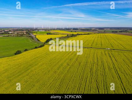 Biegen, Allemagne. 28 septembre 2025. La moutarde blanche (Sinapis alba) fleurit jaune vif dans les champs de l'est du Brandebourg (photo aérienne prise avec un drone). La moutarde blanche est souvent cultivée comme culture intermédiaire en agriculture pour retenir les nutriments dans le sol. Le système racinaire profond des plantes relâche le sol, empêche l'érosion et contribue à la formation d'humus. Crédit : Patrick Pleul/dpa/Alamy Live News Banque D'Images