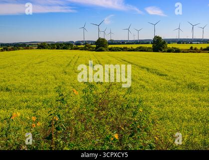 Biegen, Allemagne. 28 septembre 2025. La moutarde blanche (Sinapis alba) fleurit jaune vif dans les champs de l'est du Brandebourg. La moutarde blanche est souvent cultivée comme culture de capture en agriculture pour retenir les nutriments dans le sol. Le système racinaire profond des plantes relâche le sol, empêche l'érosion et contribue à la formation d'humus. Crédit : Patrick Pleul/dpa/Alamy Live News Banque D'Images