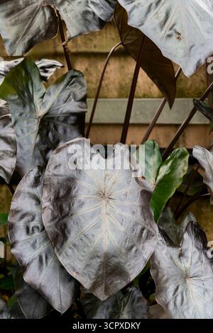 Grande plante d'oreille d'éléphant avec de grandes étagères de feuilles grises. Banque D'Images