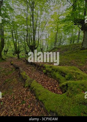 Magnifique forêt de hêtres moussues avec des racines anciennes - vue enchanteresse d'un tronc de hêtre couvert de mousse et ses puissantes racines exposées dans un vert luxuriant Banque D'Images