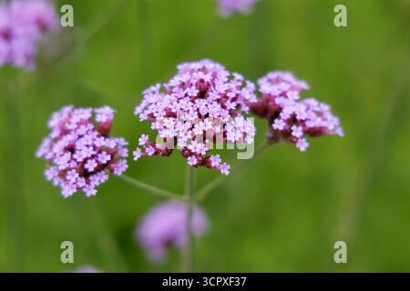 Une photo macro mettant en vedette trois grappes de petites fleurs violettes délicates (Verbena bonariensis) sur un fond vert doux. Banque D'Images