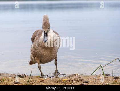 Un cygnet gris (jeune cygne muet) est capturé face à face, marchant directement vers la caméra de l'eau sur le banc de sable. Banque D'Images
