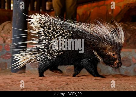 Porc-épic du Cap Hystrix africaeaustralis ou porc-épic du Cap à crête ou porc-épic sud-africain, originaire d'Afrique centrale et australe, le plus grand rongeur d'Afrique, c Banque D'Images