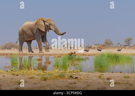 Éléphant de brousse d'Afrique - Loxodonta africana éléphant solitaire marchant dans la savane pour boire du trou d'eau à Etosha Namibie, animal majestueux qui approche Banque D'Images