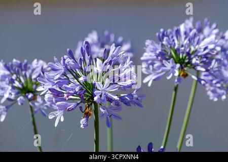 Trois têtes de fleurs Agapanthus, principalement violettes et blanches, sont représentées sur un fond gris discret, créant une scène douce et naturelle. Banque D'Images