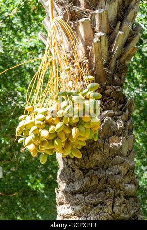 Gros plan de dattes non mûres suspendues à un palmier dattier, avec un fond de feuillage vert à la lumière du soleil. Banque D'Images