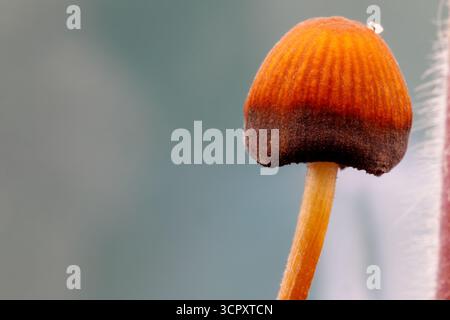 Une photo macro détaillée se concentre sur un petit champignon avec un capuchon orange nervuré passant à un bord brun foncé, placé sur un bleu-gr doux et flou Banque D'Images