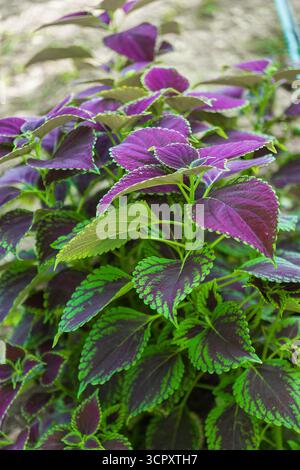 Gros plan d'une plante coleus avec des feuilles aux couleurs vives, mettant en valeur un mélange de violet foncé et de vert vif avec des bords dentelés. Banque D'Images
