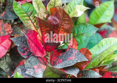 Plan rapproché et à faible profondeur de champ d'une plante Croton présentant ses feuilles multicolores éclatantes dans les tons de rouge, vert et gris foncé avec spe Banque D'Images