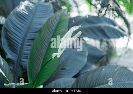 Une fleur blanche de lis de paix avec un spadix proéminent se distingue sur un fond de feuilles luxuriantes et larges dans des tons de vert profond et de bleu sourd. Banque D'Images