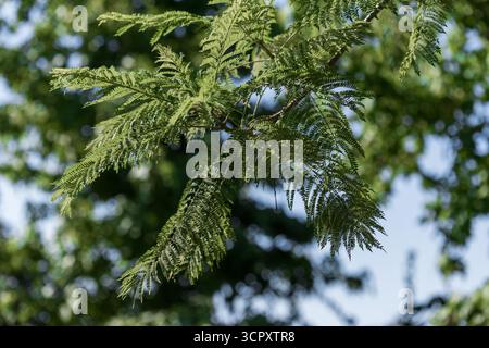 Les feuilles vertes ressemblant à des fougères sur une branche sont très nettes sur un fond flou de feuillage et de ciel. Banque D'Images