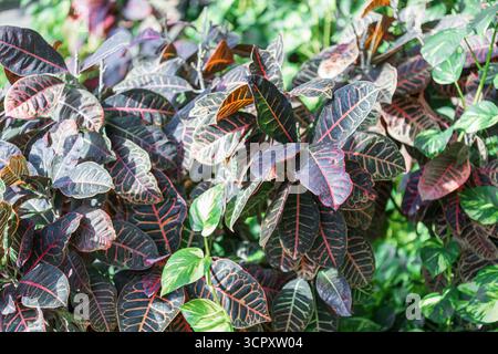 Un arrangement dense de feuilles foncées et panachées avec des veines rouges proéminentes, entrecoupées de feuillage vert plus clair. Banque D'Images