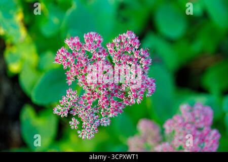 Gros plan d'une tête de fleur de Sedum rose et blanche sur fond de feuilles vert vif. Banque D'Images