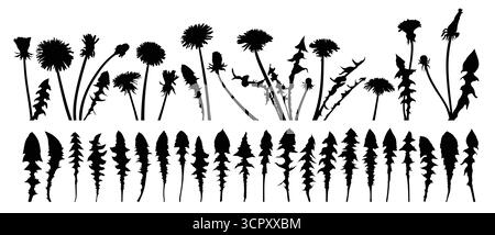 Les silhouettes définies des pissenlits des champs. Illustration de Vecteur