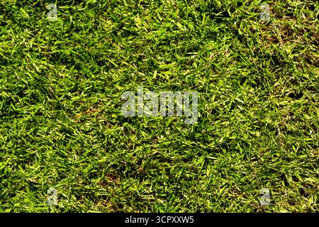 Une image plein écran en gros plan d'herbe verte, montrant des variations de couleur et de texture avec quelques taches brunes. Banque D'Images