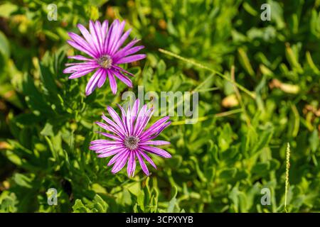 Deux fleurs violettes d'Osteospermum fleurissent au milieu d'un champ de feuillage vert vif et succulent. La composition est un gros plan avec un éclairage naturel. Banque D'Images