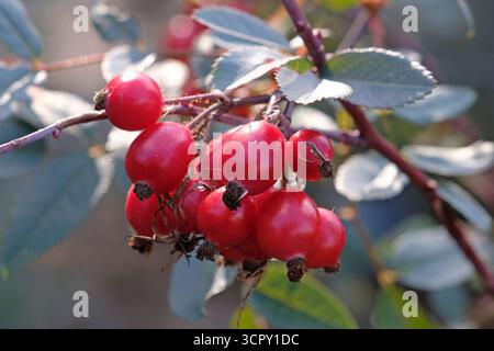 Gros plan sur les hanches roses rouges. Banque D'Images