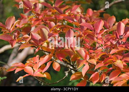 La couleur automnale de Stewartia pseudocamellia, camélia à feuilles caduques, en fleur. Banque D'Images
